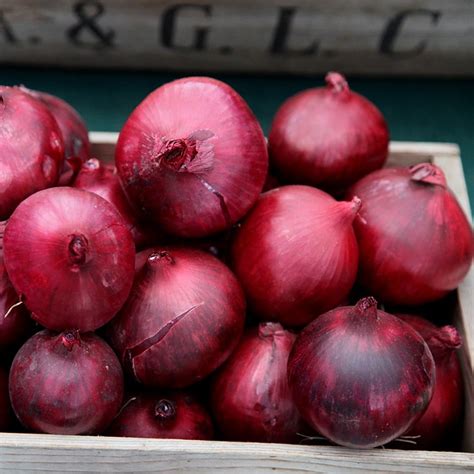 Where to buy – Onion